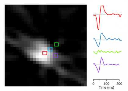 Recovered Spatio-temporal receptive field of a retinal ganglion cell